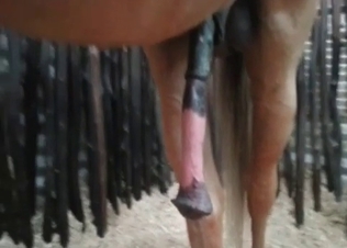 This horse has an incredibly large cock